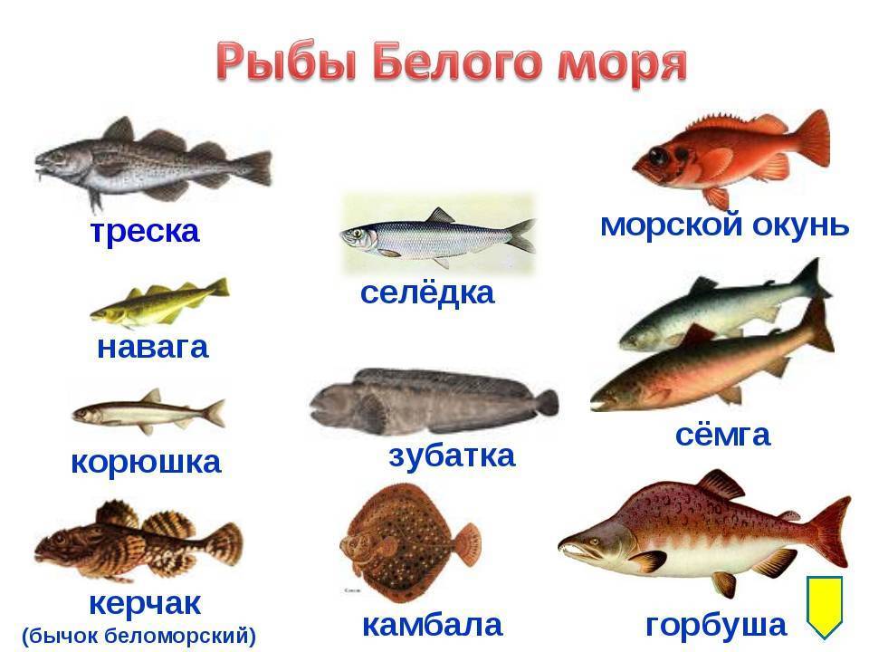 Плоская и круглая белая рыба: название, список