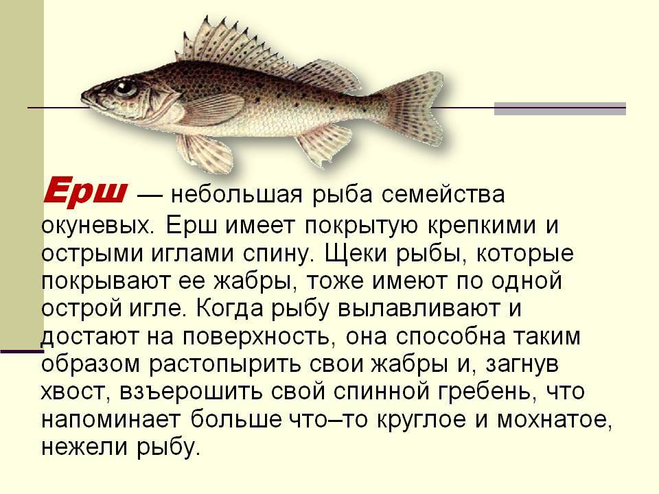 Ёрш - 56 фото очень популярной в евразии ключей рыбки
