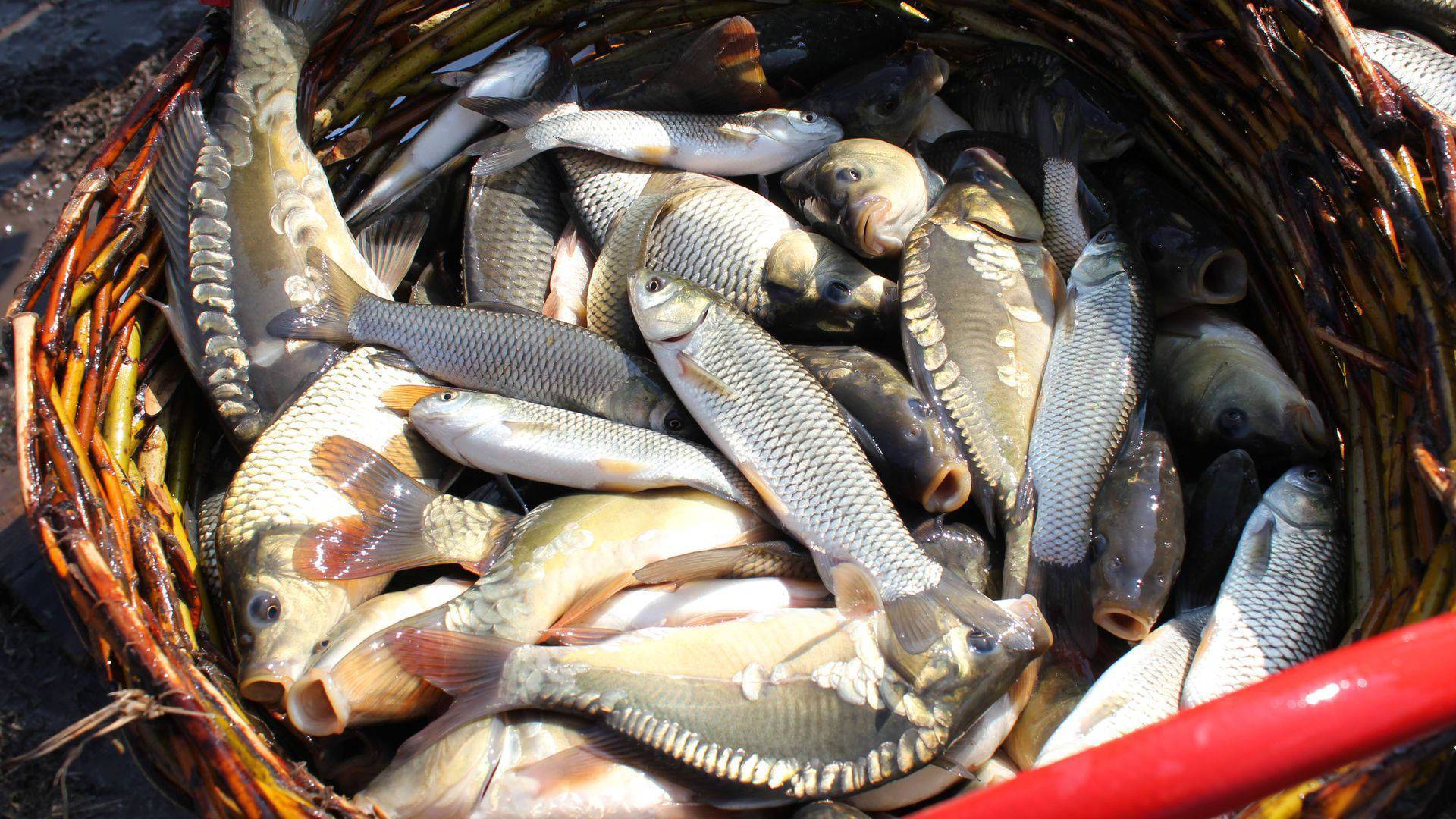 Рыбалка во владимирской области: топ мест для ловли