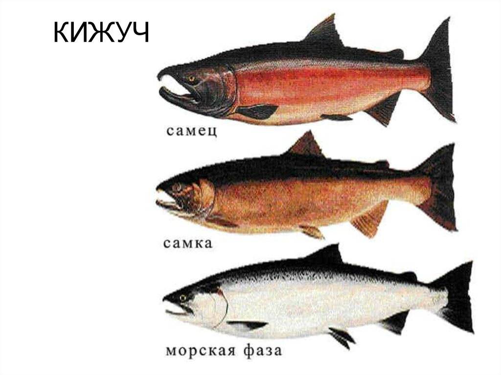 В чём разница между горбушей и другими лососевыми: одно и то же или нет, отличия лососёвых рыб
