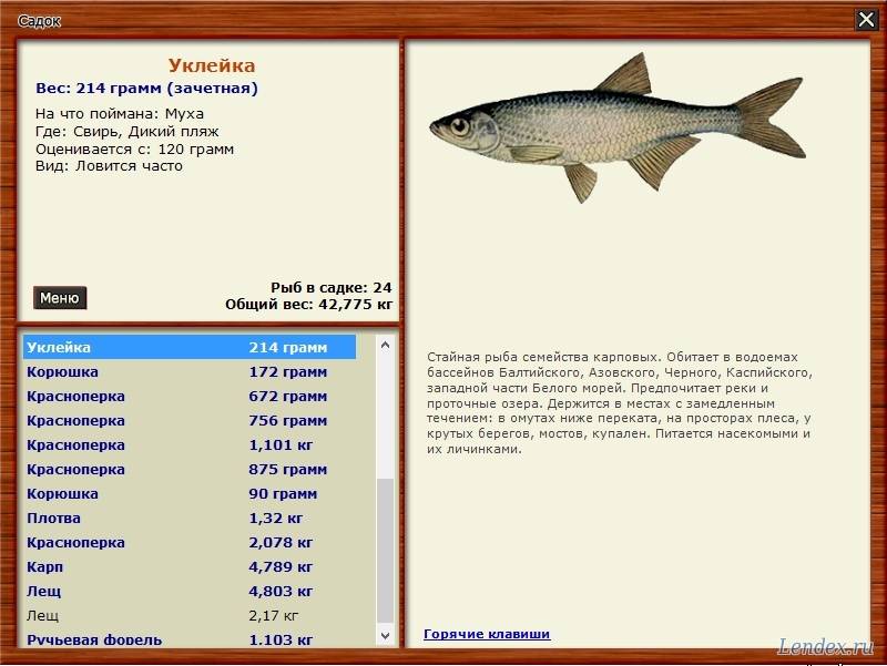 Рыба уклейка: описание, где водится, чем питается