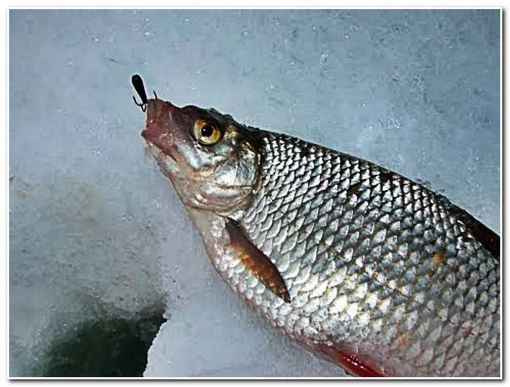 Ловля рыбы на черта зимой видео