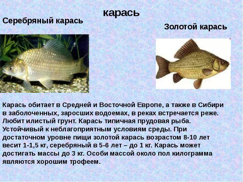 Рыба карась, фото и описание: чем питается, сколько живет