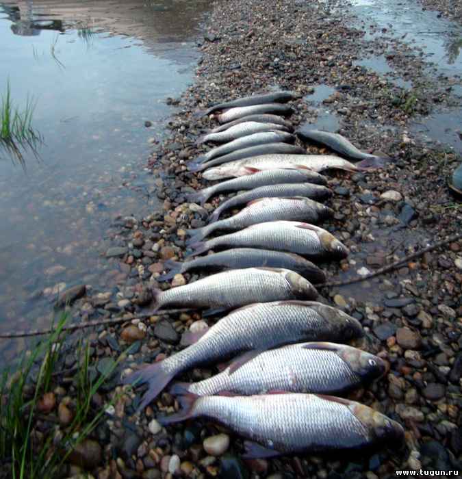 Рыбалка на иваньковском водохранилище