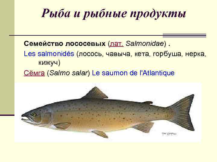 Кета: описание, распространение, образ жизни и способ ловли - fishingwiki