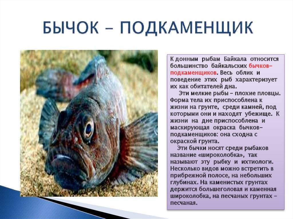 Обыкновенный подкаменщик: описание рыбы и ее повадок