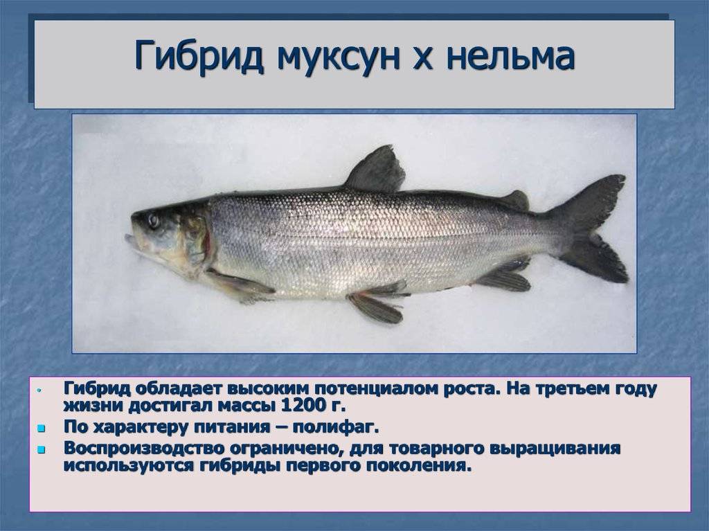 Рыба муксун (50 фото): где водится, полезные свойства, как ловить, приманки, меры предосторожности, видео