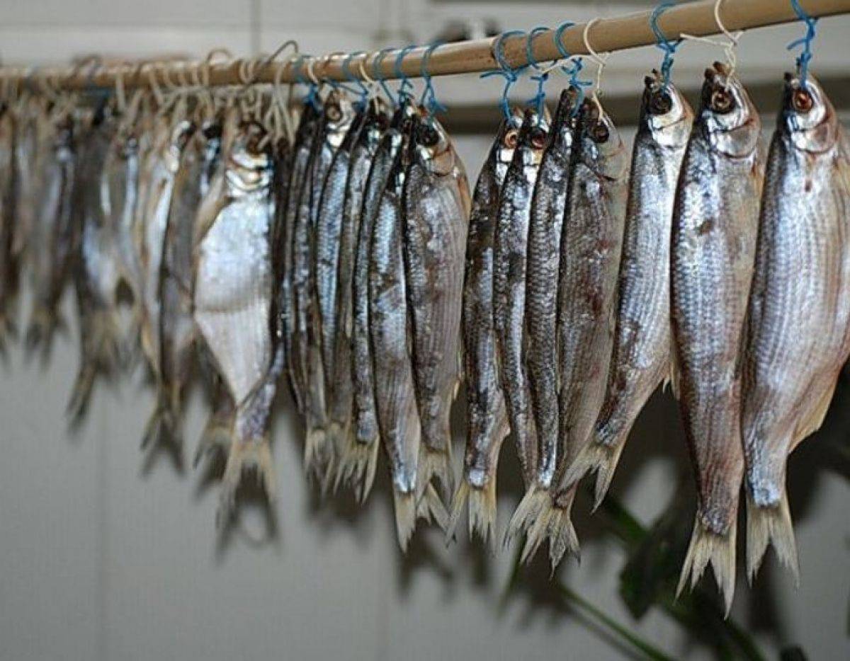 Условия хранения вяленой и сушеной рыбы