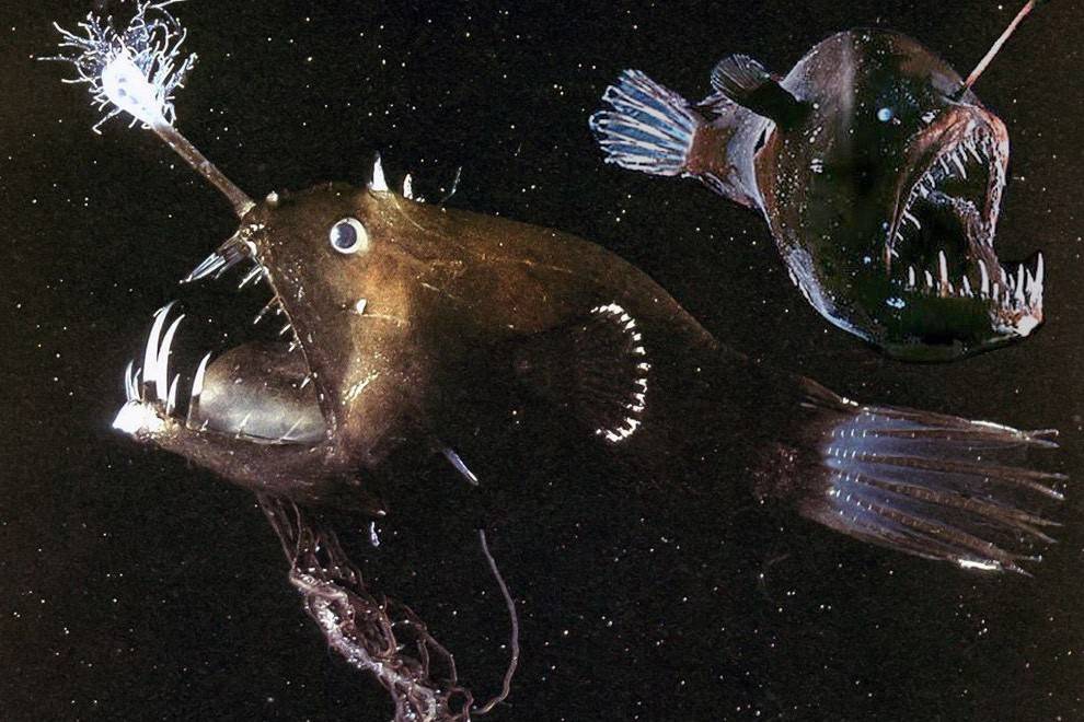 Особенности рыбы-удильщика, или так ли страшен морской черт?