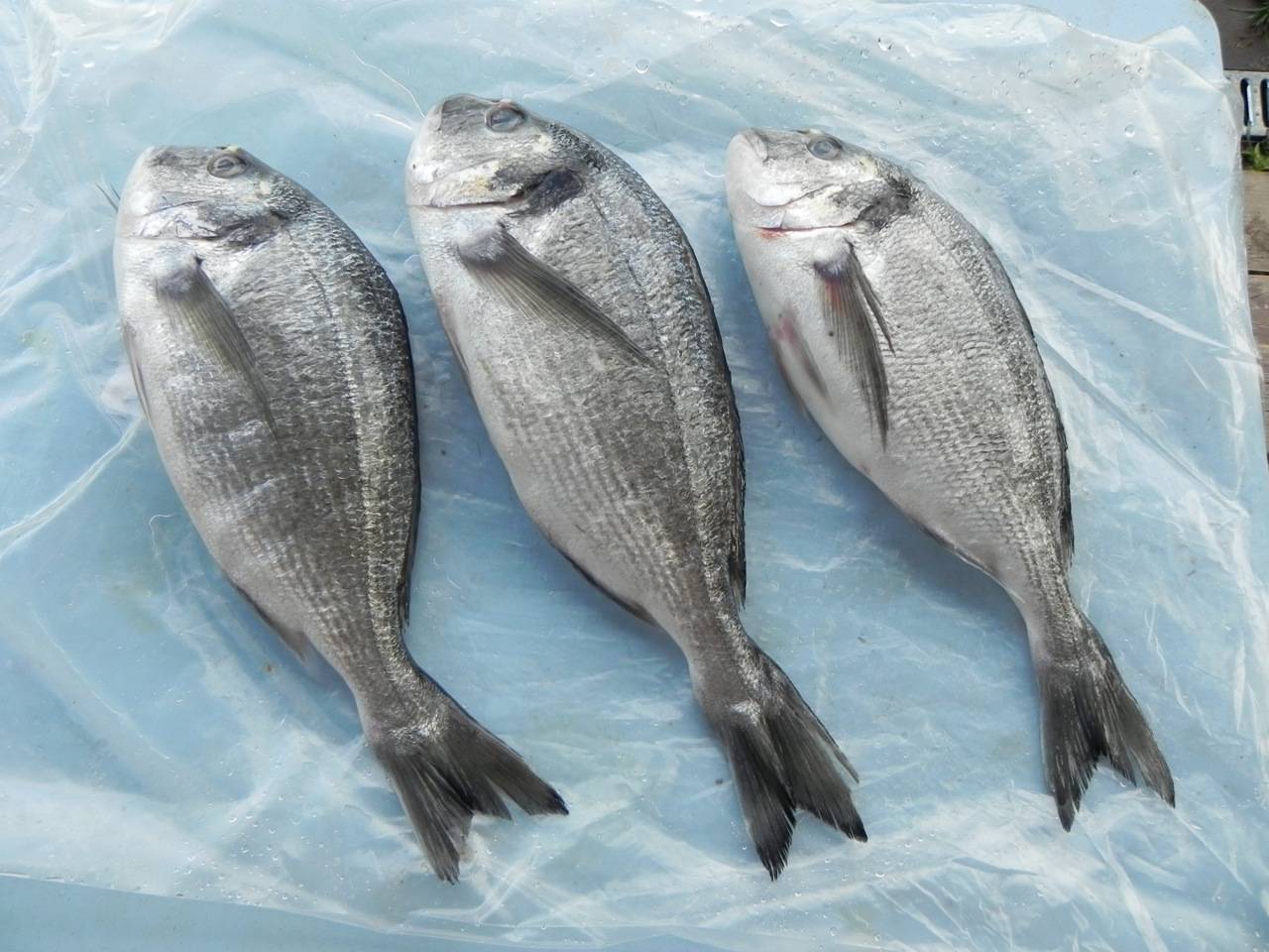 Что собой представляет рыба дорадо и как ее готовить