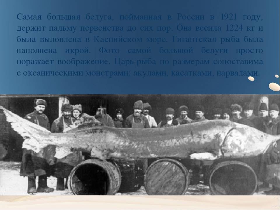 Самая большая белуга в мире и в россии: фото и описание, пойманная в волге, какой максимальный вес и размеры, самая крупная
