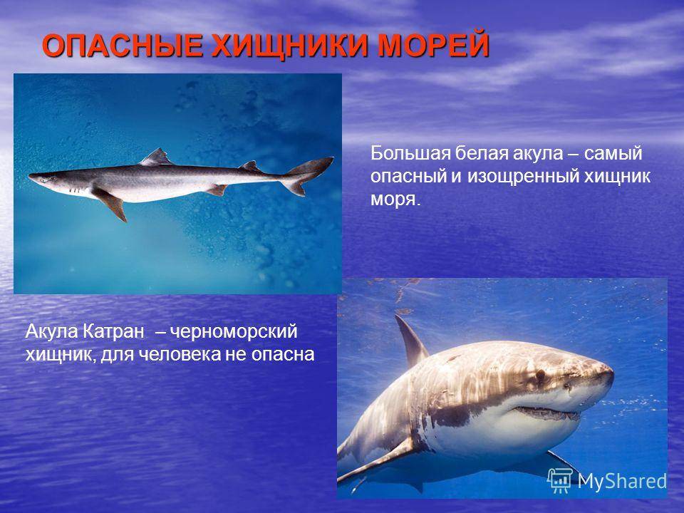 Катран акула. описание, особенности, виды, образ жизни и среда обитания катрана | живность.ру