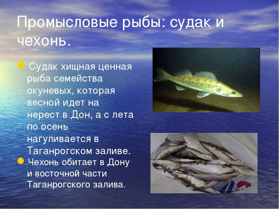 Шемая царская рыбка!)) - domkolbaski.ru