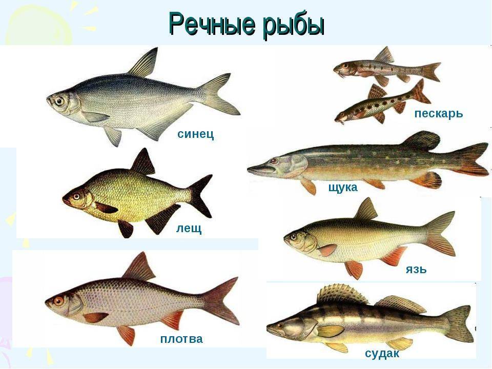 Царская рыба: какую рыбу называют царской, 4 рецепта рыбных блюд по-царски - meila.ru