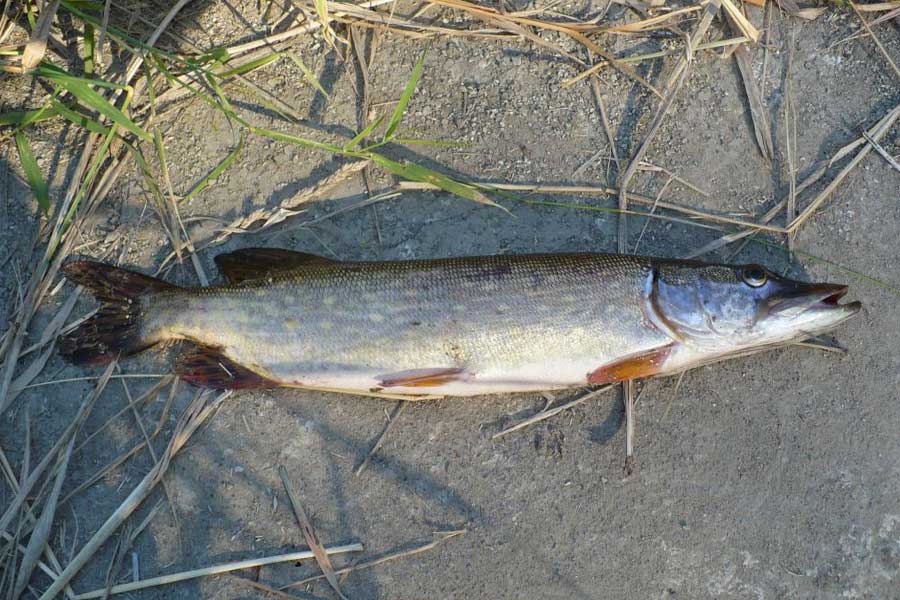 Рыбалка в белгороде и области