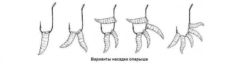 Как насадить опарыша на крючок? как правильно насаживать опарыша :: syl.ru