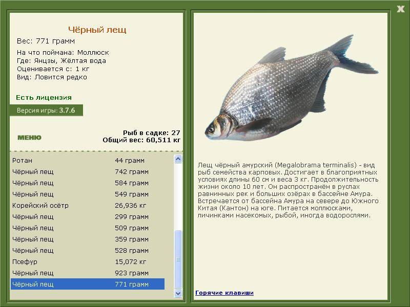 Карась - описание, ловля карася, питание, нерест, особенности рыбы
