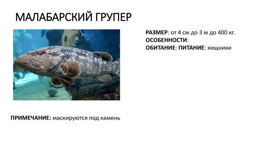 Флорида » групер голиаф (grouper, goliath, epinephelus itajara)