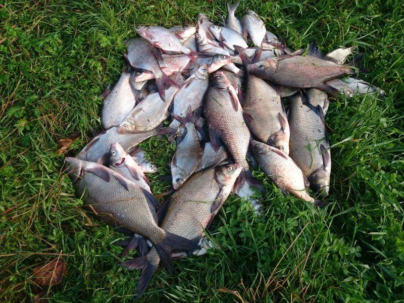 Бисерово озеро: рыбалка и какая рыба водится