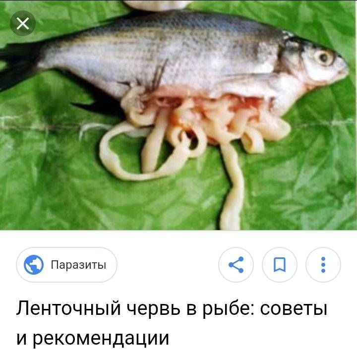 Солитер в рыбе: насколько опасен для человека - фото, можно ли есть | medded.ru