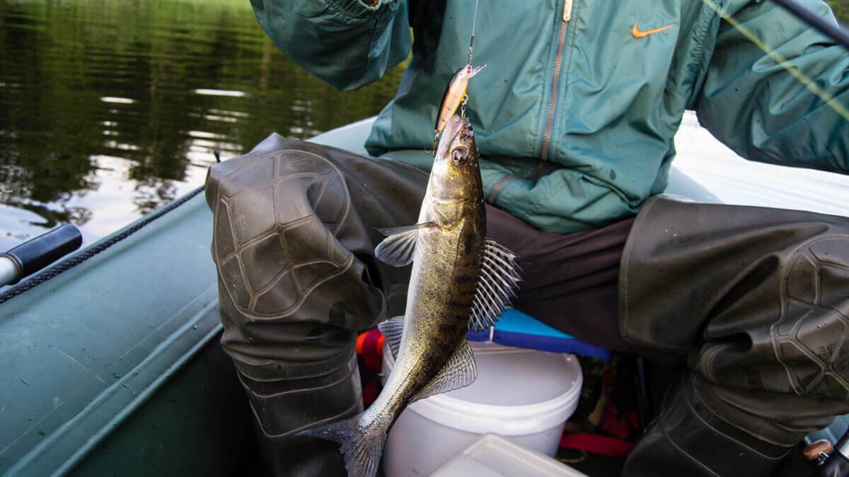 Ладожское озеро: рыбалка и какая рыба водится