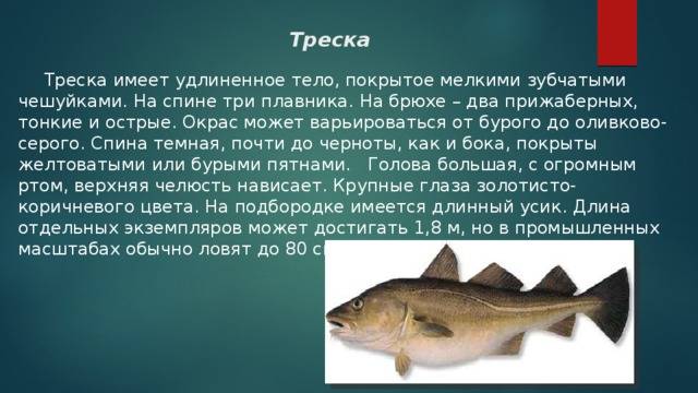 ᐉ треска розовая - рыбные рецепты - ✅ ribalka-snasti.ru