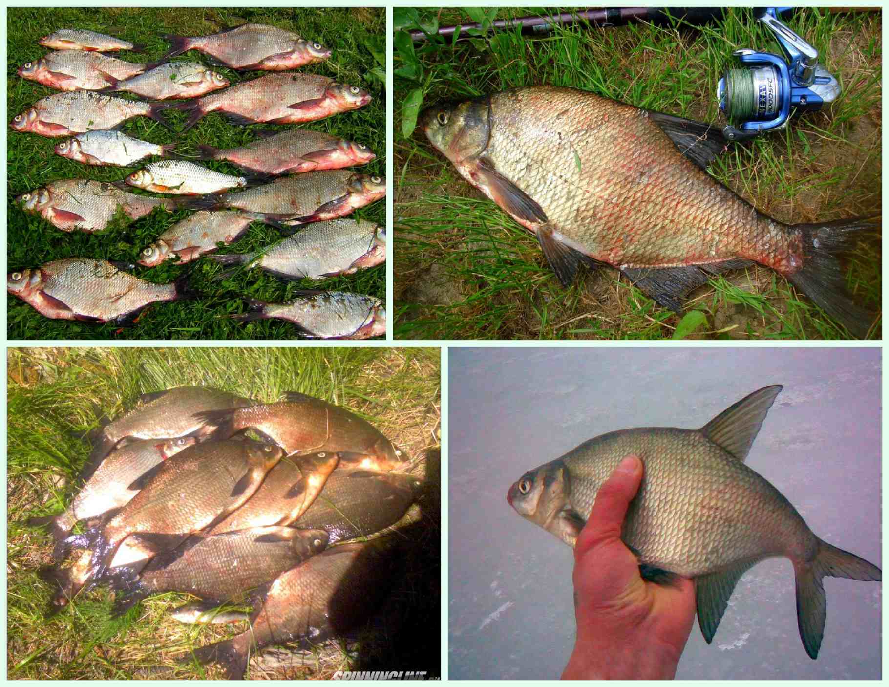 Ловля леща осенью: как различается рыбалка в октябре и ноябре