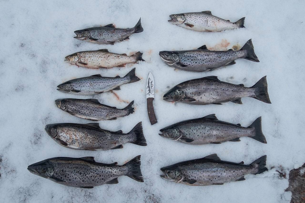 Особенности рыбалки в тундровых озёрах кольского полуострова