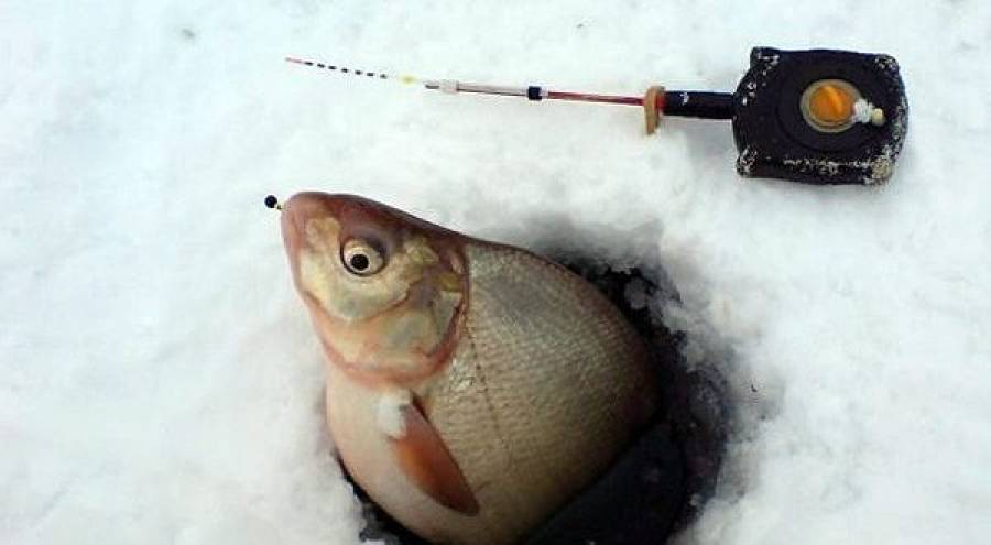 Как поймать больше рыбы зимой: 5 рекомендаций