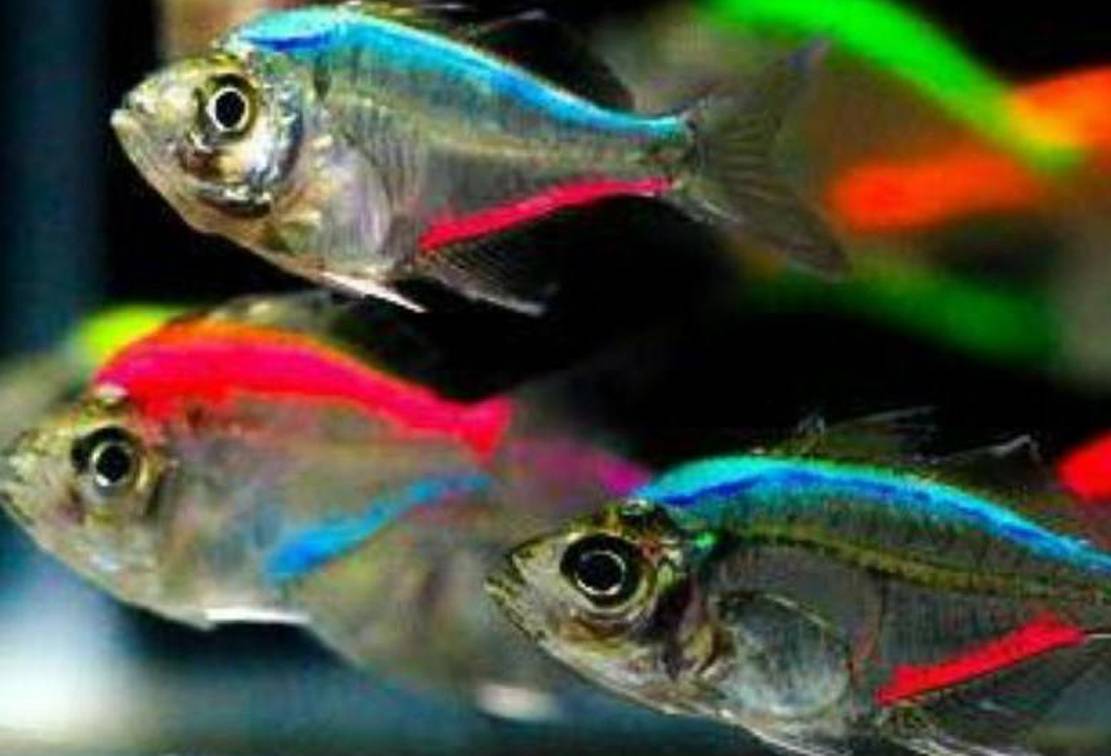 Стеклянный окунь (цветная, индийская, прозрачная, окрашенная аквариумная рыбка чанга ранга): содержание, совместимость, разведение (размножение), фото