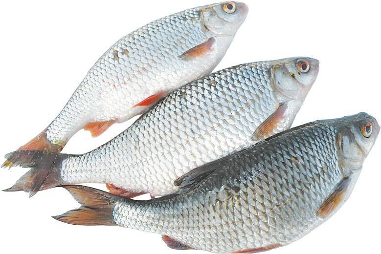 Рыба чебак: отличия от плотвы и особенности ловли