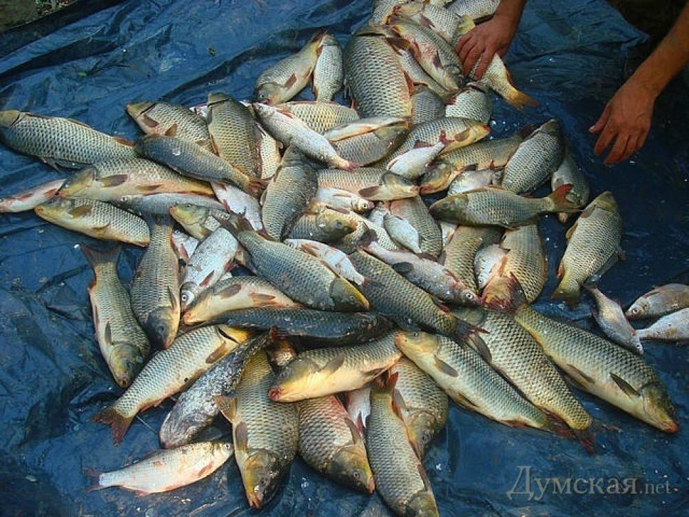 Рыбалка в Ишиме и Ишимском районе