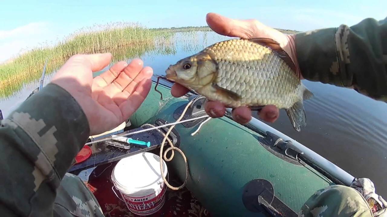 Советы рыбакам: как поймать карася :: syl.ru