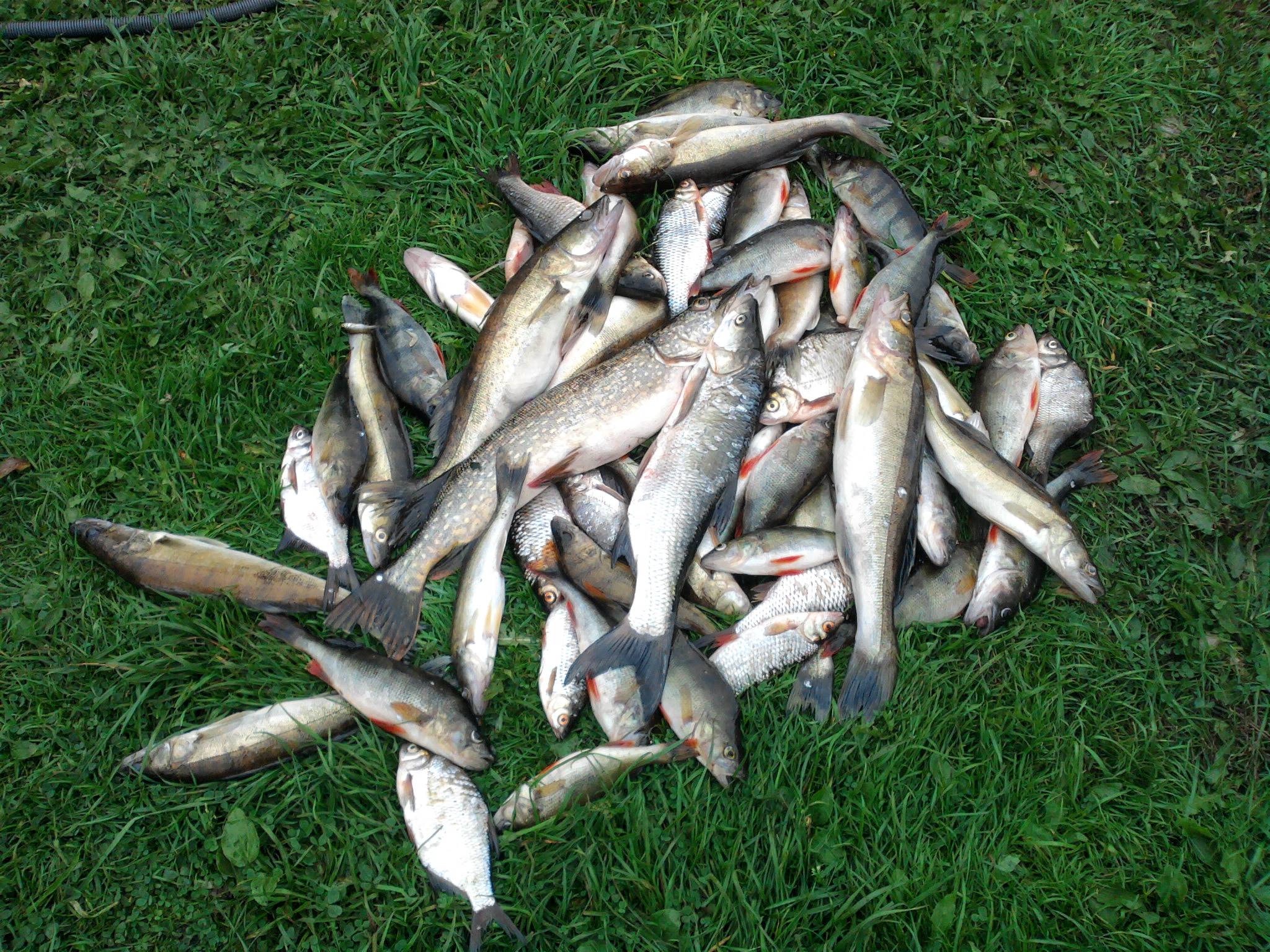 Особенности рыбалки на селигере