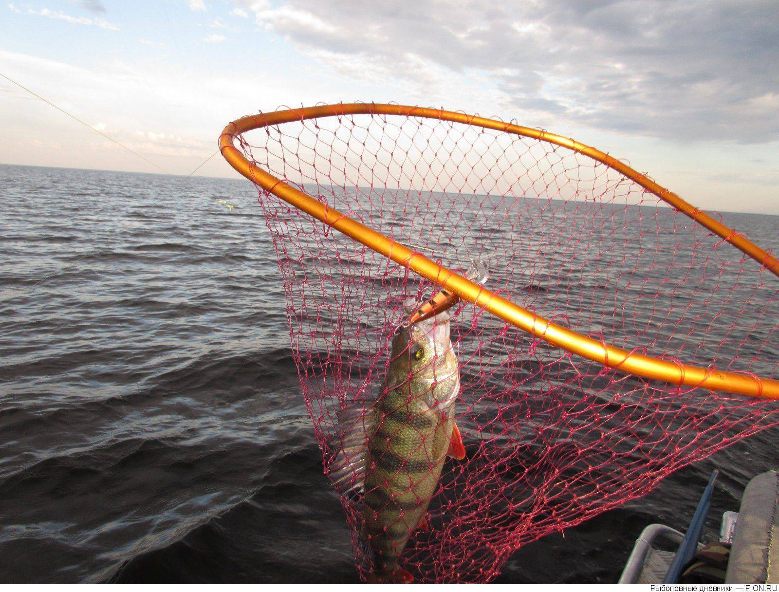 ᐉ рыбалка на ладожском озере с сергеем - ✅ ribalka-snasti.ru