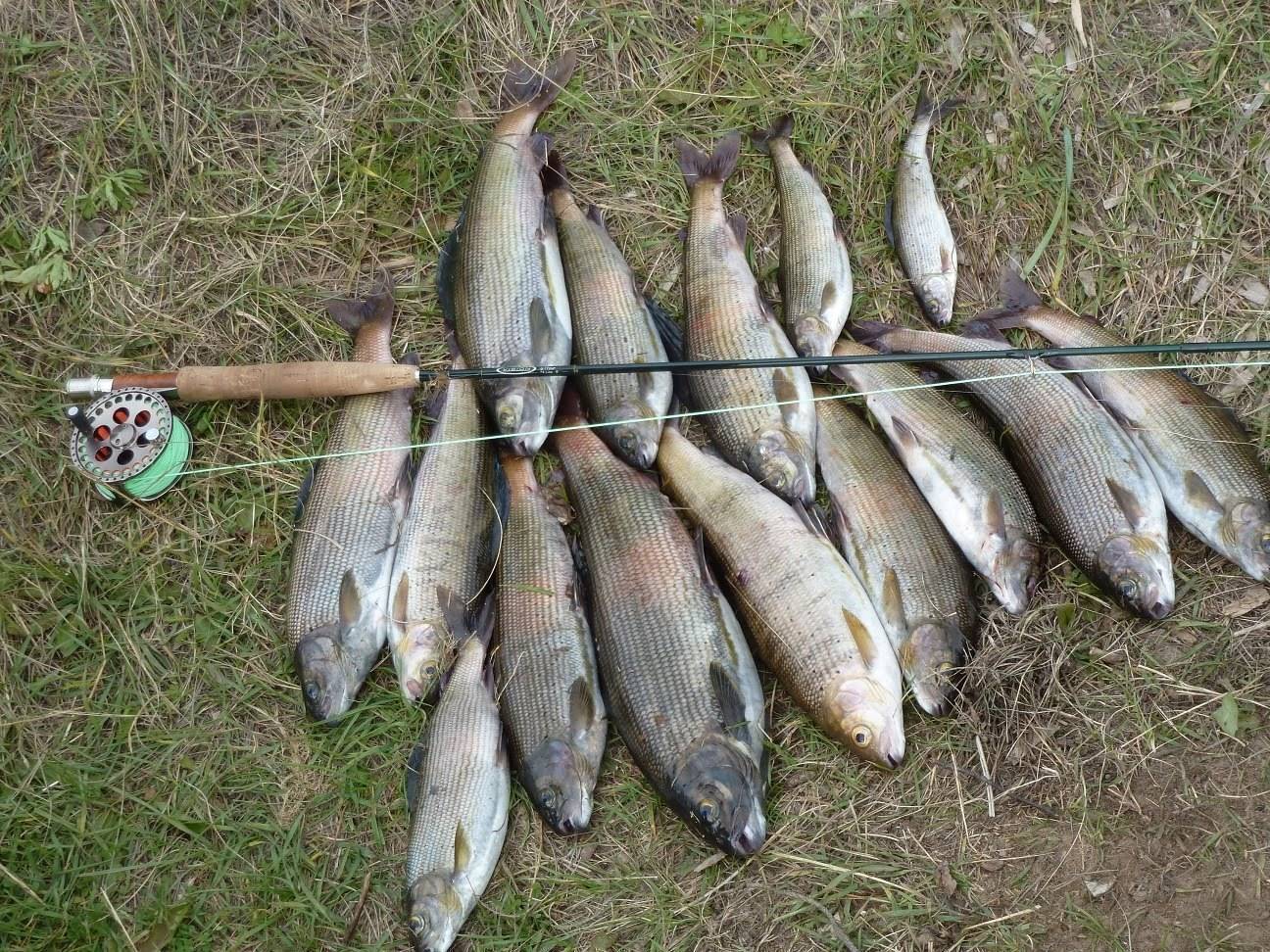 Куда поехать на рыбалку в иркутской области и иркутске и запрет 2021