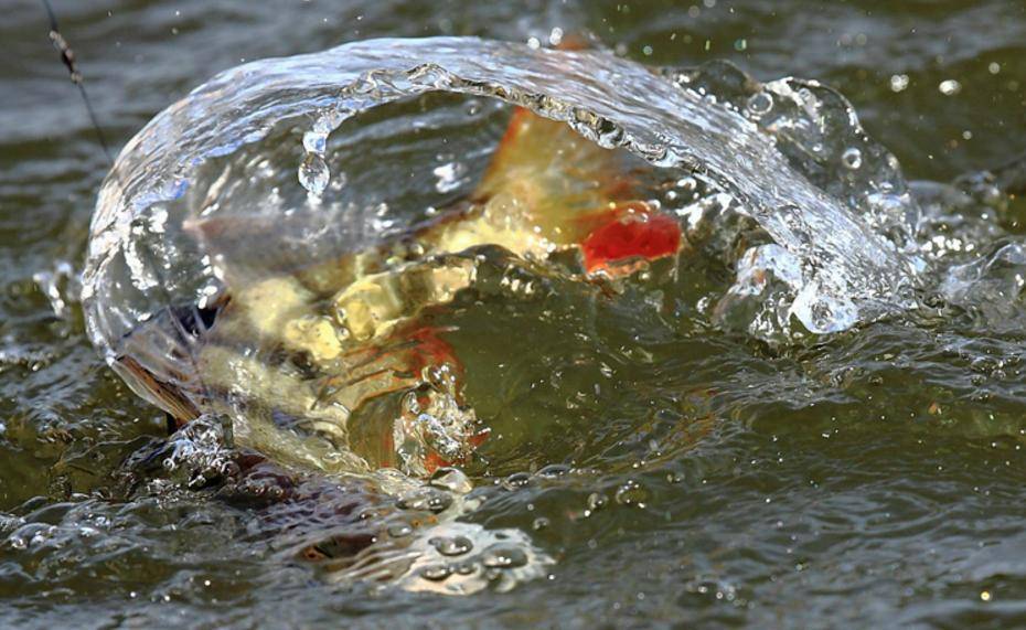 Что такое нерест у рыб – описание процесса, как стимулировать