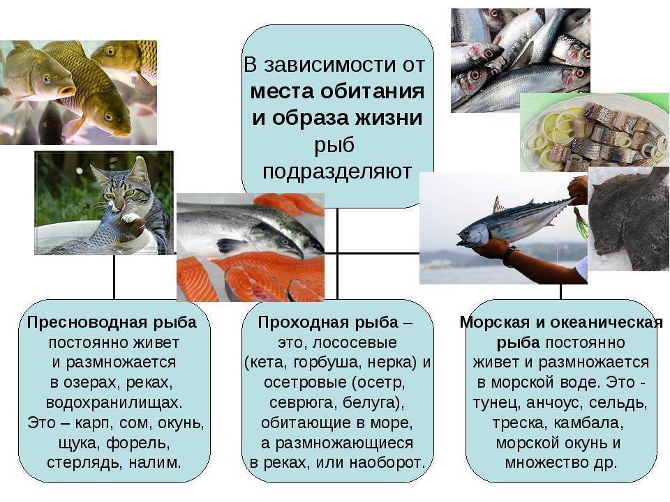Плотва, описание рыбы, образ жизни, на что и как ловить