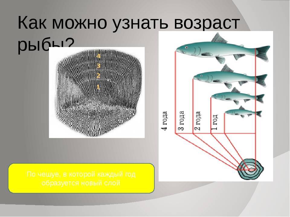 Как можно определить возраст рыбы по чешуе и другим особенностям