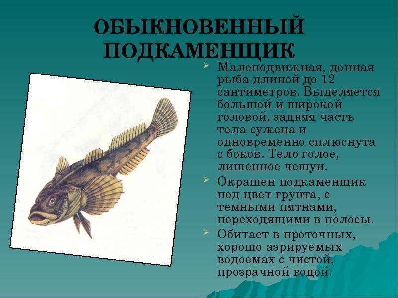 Рыба подкаменщик: за что она получила свое название?