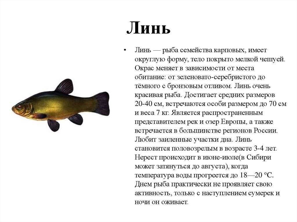 Линь описание что за рыба | где водится линь