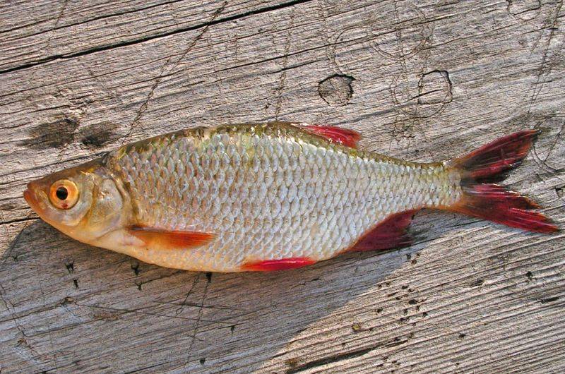 Виды красной рыбы самые распространенные :: syl.ru