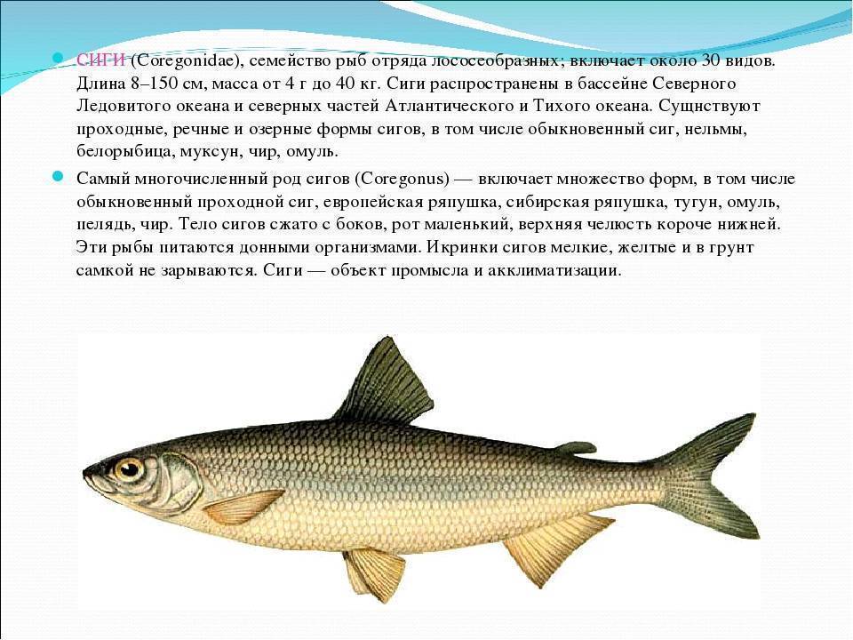 Рыба сиг: описание, распространение, полезные свойства и фото рыбы