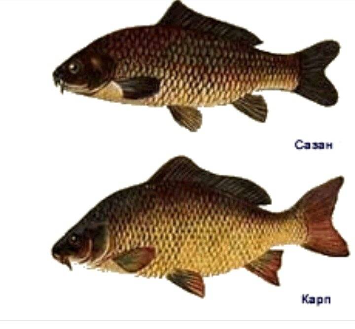 Сазан и карп разница — ловись рыбка