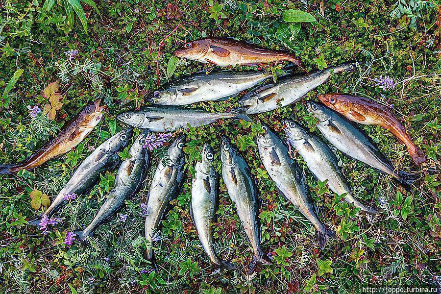 Рыбалка в мурманской области: лучшие места на карте топ-5