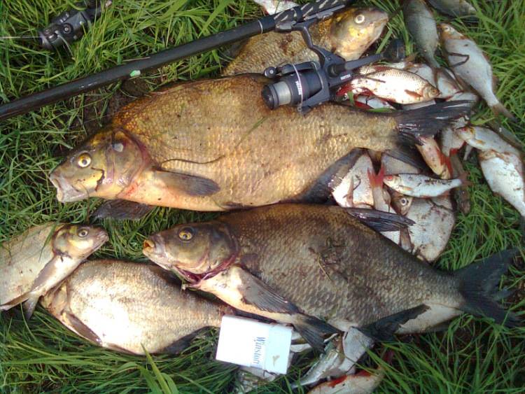 Рыбалка в тверской области. firstfisher.ru – интернет-журнал о рыбалке и рыболовах.