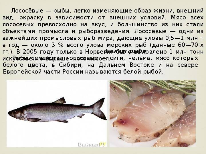 Самая диетическая рыба: 18 сортов, чтобы есть и худеть | simpleslim