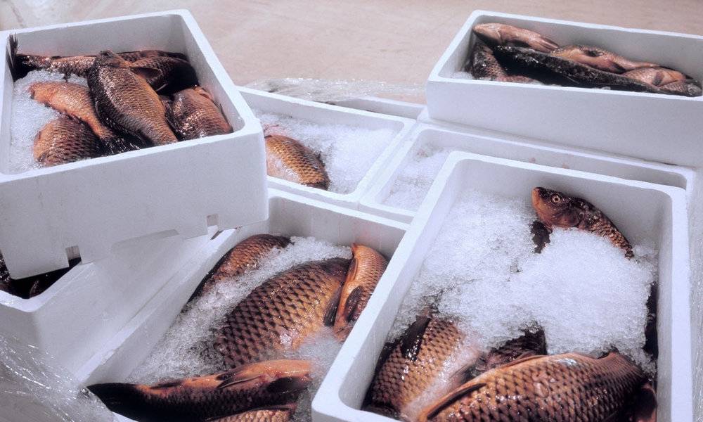 Как сохранить рыбу при длительной рыбалке в жару, перевозка без холодильника — познаем вместе
