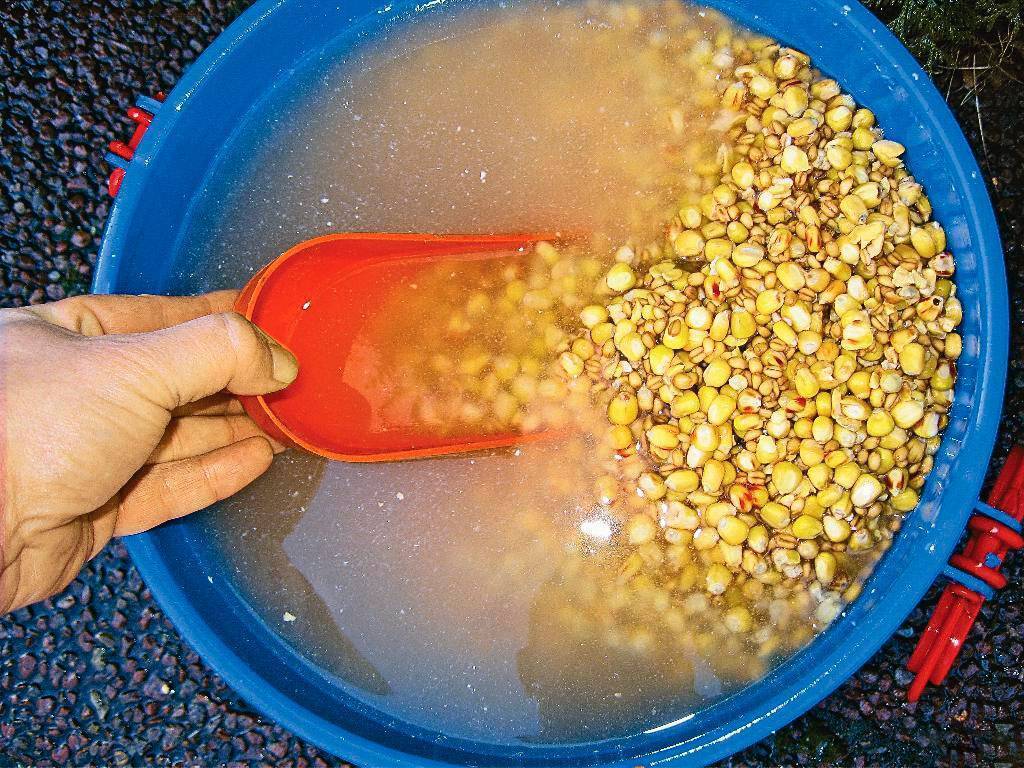 Как запарить пшеницу для рыбалки: способы приготовить, с чем варить в кастрюле