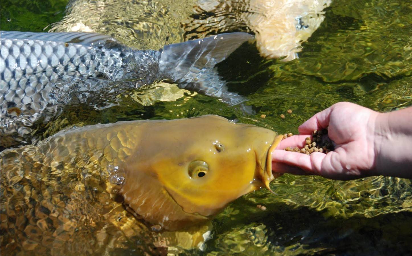 Карп рыба. образ жизни, среда обитания и как приготовить карпа | животный мир